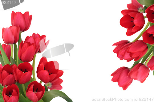 Image of Red Tulip Flower Border