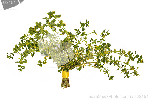 Image of Thyme Herb Leaves