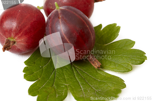 Image of Berries of gooseberry