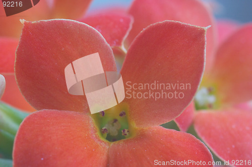 Image of Red kalanchoe - extreme macro