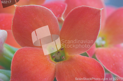 Image of Red Kalanchoe - extreme macro