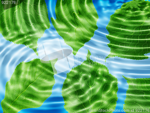 Image of Green leaf under blue water