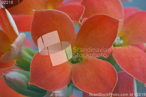 Image of Red Kalanchoe - extreme macro