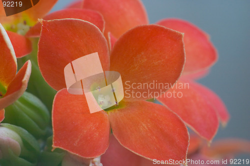 Image of Red Kalanchoe - extreme macro