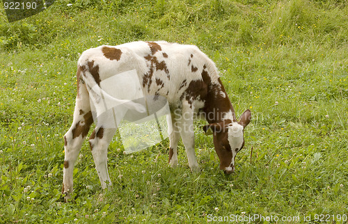 Image of Calf