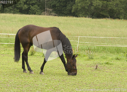 Image of Horse