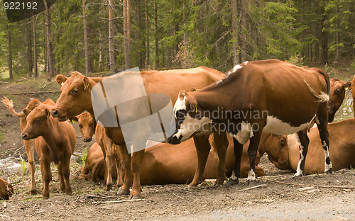 Image of Cow