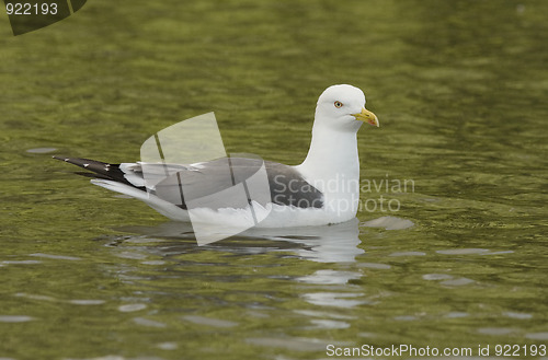 Image of Seagull