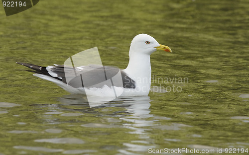 Image of Seagull