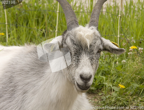 Image of Goat