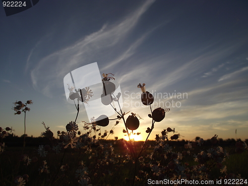 Image of Flower in sunrise