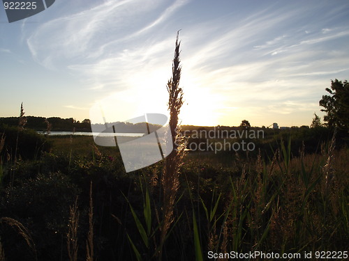 Image of Corn 