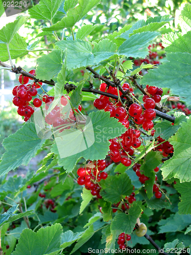 Image of Red currants