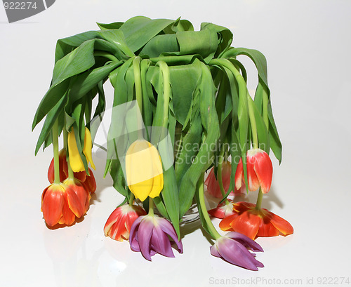 Image of Tulips