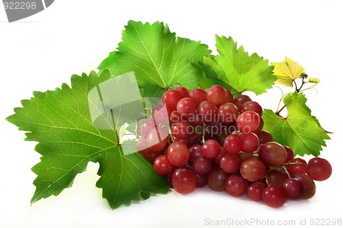 Image of Grapes