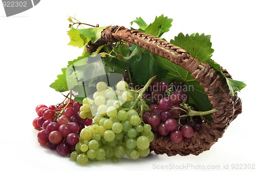 Image of Grapes