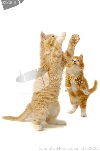 Image of Playing kittens