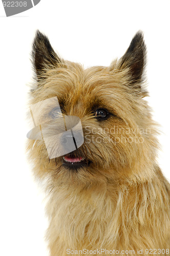 Image of Cairn Terrier