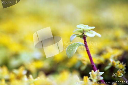 Image of yellow sedum
