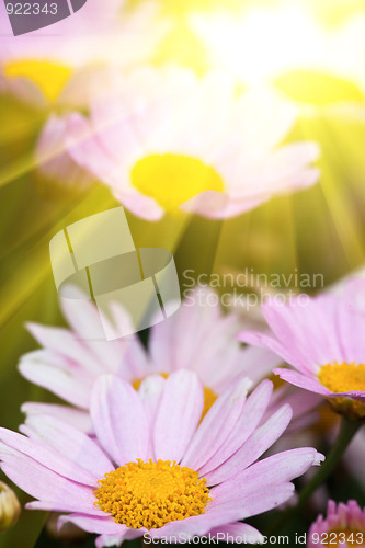 Image of daisy