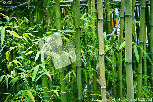 Image of bamboo