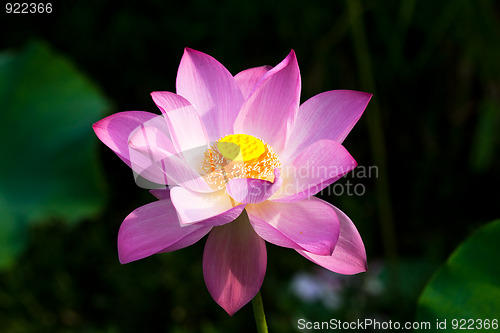 Image of water lily