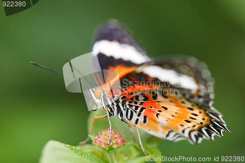 Image of butterfly