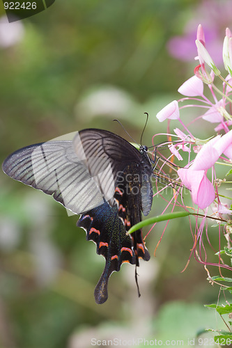 Image of butterfly