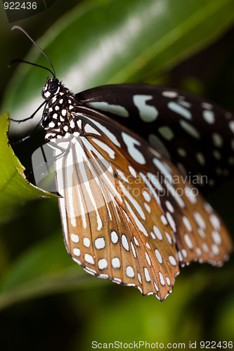 Image of butterfly