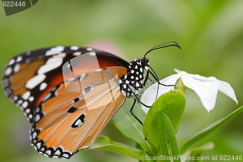 Image of butterfly
