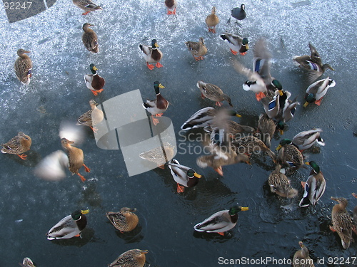 Image of Hungry ducks