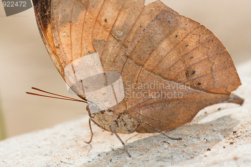 Image of butterfly