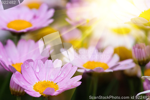 Image of daisy