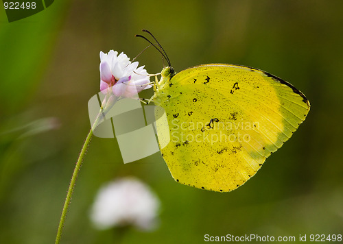 Image of butterfly