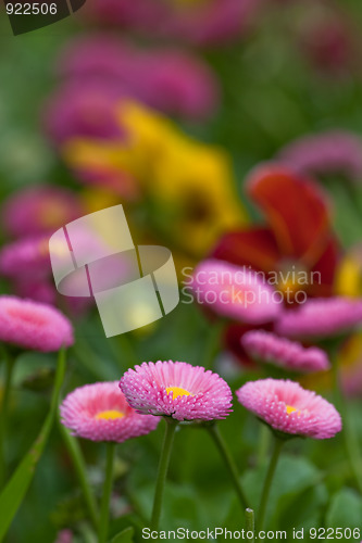 Image of daisy