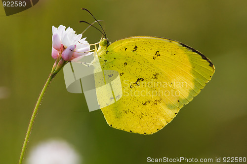 Image of butterfly
