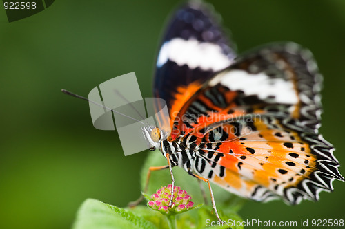 Image of butterfly