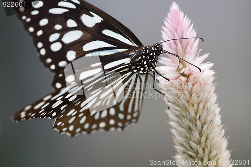 Image of butterfly