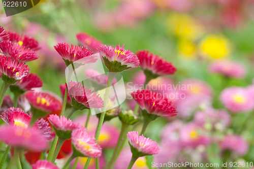 Image of daisy