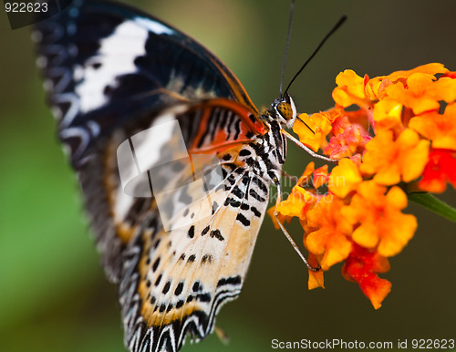 Image of butterfly