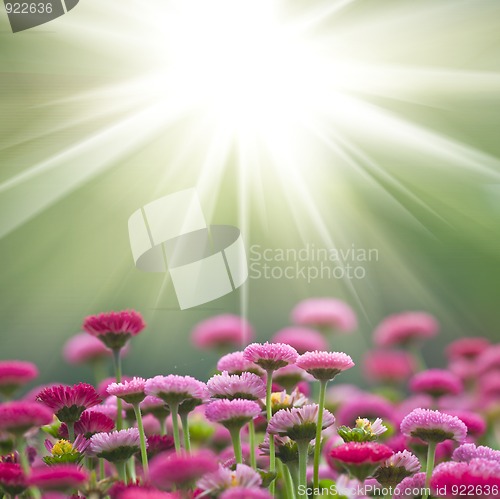 Image of daisy