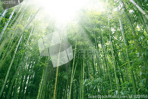 Image of bamboo