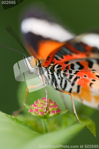 Image of butterfly