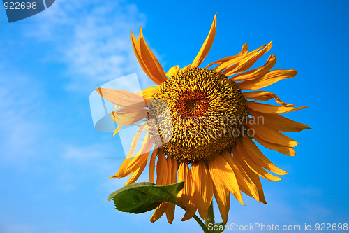 Image of sunflower