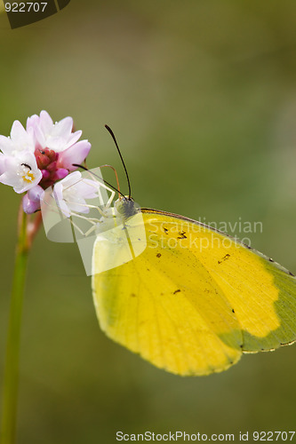Image of butterfly