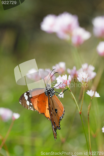 Image of butterfly