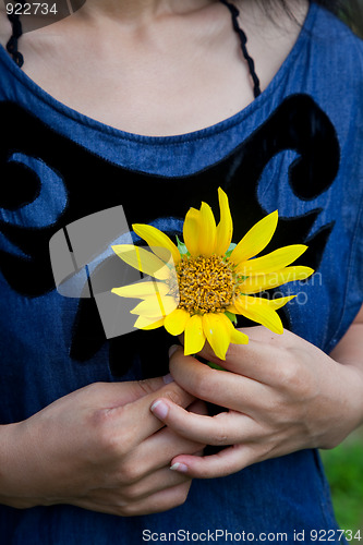 Image of sunflower