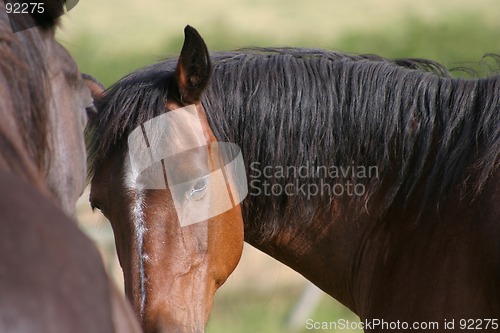 Image of Welsh Cob pony - candid portrait