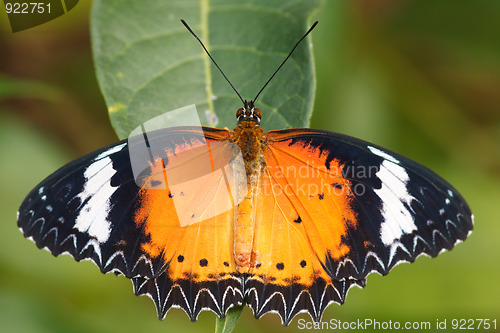 Image of butterfly