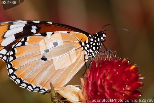 Image of butterfly